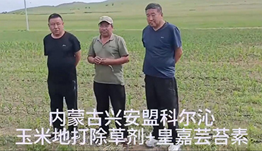 The function of natural brassinolates